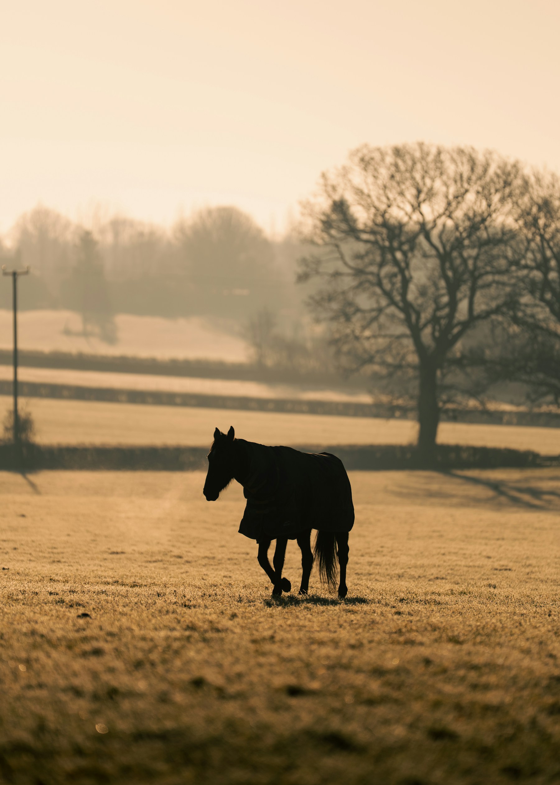 A horse in the mist of the country at first light