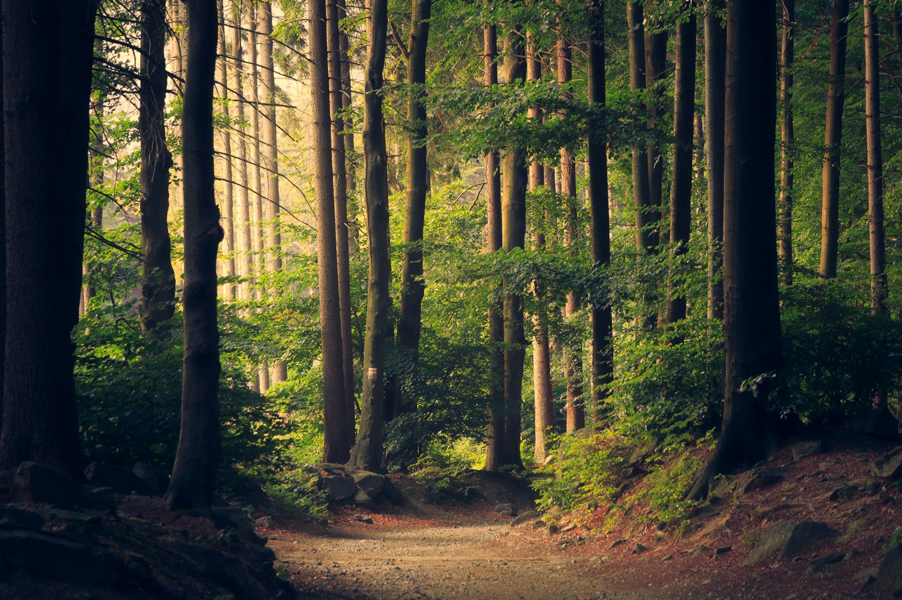 A path through the trees of the estate
