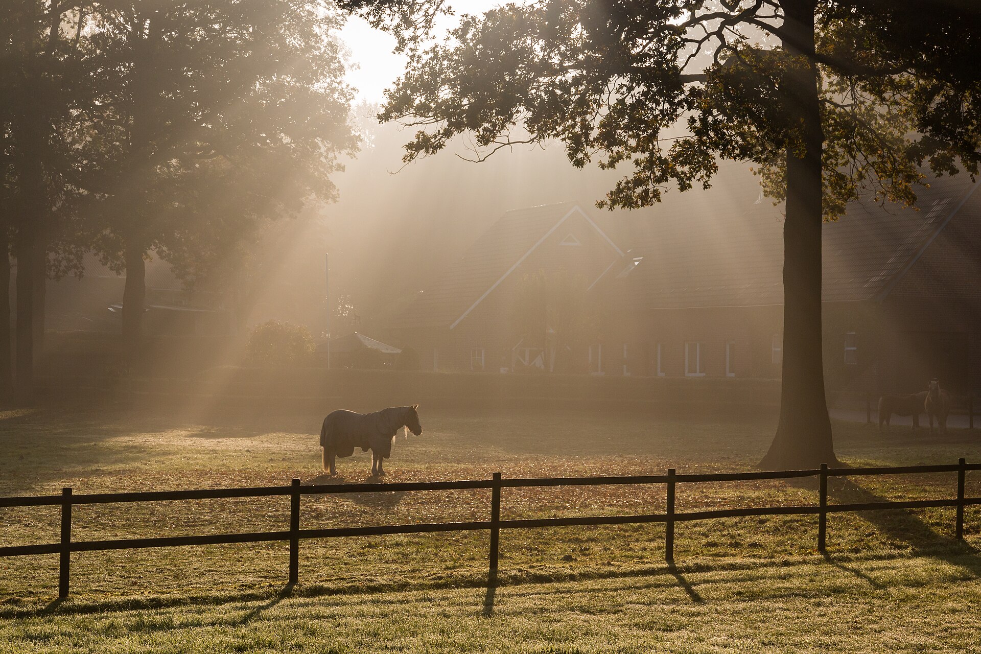 Morning mist over the paddocks, a horse at the rail
